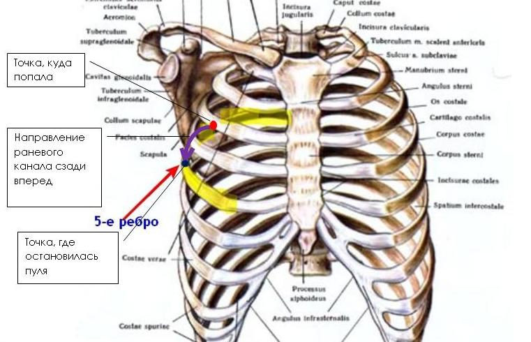 Левое и правое ребро. Что находится в центре между ребрами спереди по центру. Нижняя часть ребер.